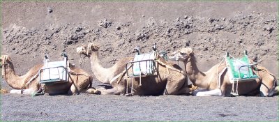 lanzarote-camels.jpg