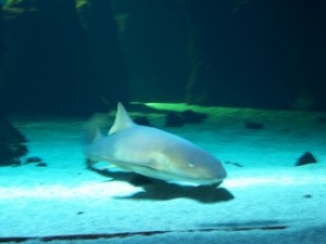 Lanzarote Aquarium - a shark
